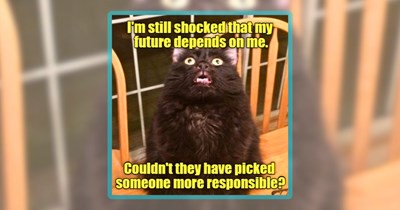 Your Weekly Binge of Best LOLcat Funnies From the 'I Can Has Cheezburger' Cat Community