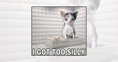 Your Weekly Delivery of 26 Soft and Silly Kitten Memes for a Midweek Mood Boost (September 2, 2026)