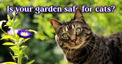 5 Garden Plants Toxic to Cats & What to Plant Instead
