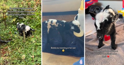 Family finds out on of their newborn baby goats is too small and can't stand by herself, so they take her with them to help her and give her some love