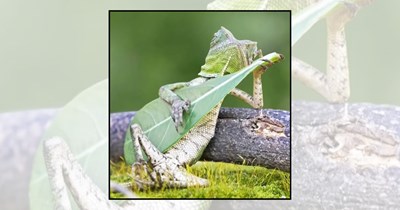 26 Wildlife Pictures Capturing the Unexpected Comedy of the Animal Kingdom