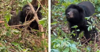 After 10 years in captivity, bear who was rescued gains courage to go outside her cave and experience the world again in heartwarming story: 'We're so proud of her'