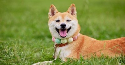 8 Dog Breeds for Introverted Cat People Craving a Canine Companion