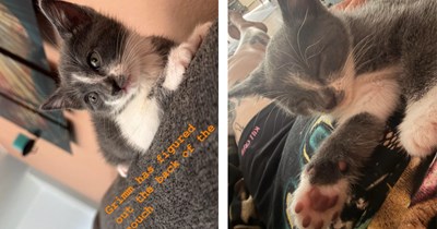 Beautiful young Siamese stray cat found at brewery, only when she's taken home does new cat pawrent realize she's pregnant: 'Out popped 6 kittens!'