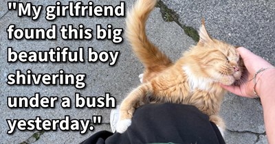 Giant Maine Coon kitten found shivering under bush weeks after being dumped and surviving as a stray finally gets furever home with cat loving couple and their dog: ‘She’s obsessed with my gf and is even getting along well with her little dog.’