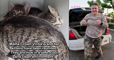 Cat feeders find mom cat and kittens hiding in hot abandoned car, sparking rescue efforts to free them, but discover something unexpected in the vehicle: ‘Moments like these remind us how many compassionate people are looking out for the cat community.’