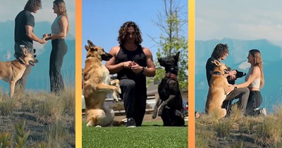 Romantic Dog Dad Trains His Two Intelligent Puppers to Kneel with Him When He Proposes to Their Mom: Watch