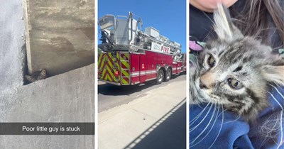 Firefighters rescue a kitten stranded beneath a bridge, giving him a chance to find a home: 'The cat distribution system selected us!' 