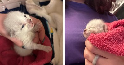Found abandoned in a dish full of water in the rain, little white kitten rescued from the freezing cold by kind human: 'So extremely smol!'