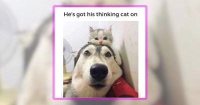 30 Doggo Funnies for Folks Having a Wholesome Dogturday With Their Dog