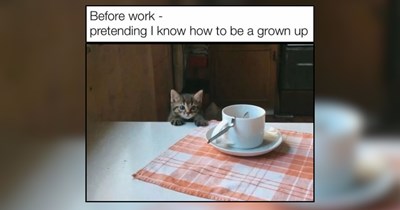 25 Warmhearted Whiskers to Enjoy For Slow Sunday Morning Bliss 