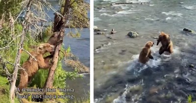 'Mama bear isn't just a saying': Tiny bear cubs climb a tree for safety while fearless mama stands guard to approaching bear