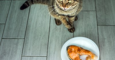 5 Nutrient-Rich Foods Your Cat Needs For 9 Lives Longevity