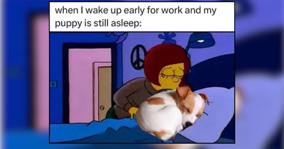 A Downpour of Doggo Memes For Winter Folks Ready For Cold Weather