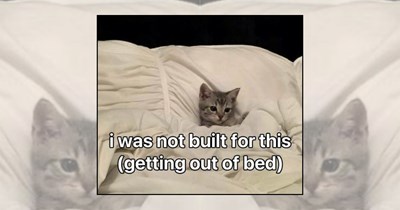 24 Heartwarming Cat Memes to Wrap Your Friday in a Warm Blanket of Feline Fluff