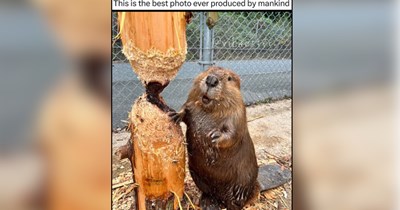 28 Critters Finding Tiny Joys in an Increasingly Confusing World