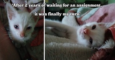 Cat lover waits 2 years for a Cat Distribution System assignment before a tiny stray kitten takes matters into her own paws