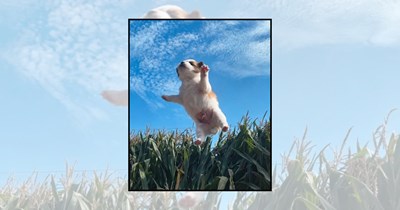 'Weekend, here we come!': 22 Happy dogs jumping into the weekend with Friday joy