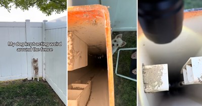 Homeowner rescues a squirrel trapped in his fence after his dog alerts him to the situation