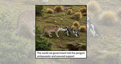 'Nature Is a Deeply Unserious Place': 21 Animal Memes From Wildlife at Its Most Absurd