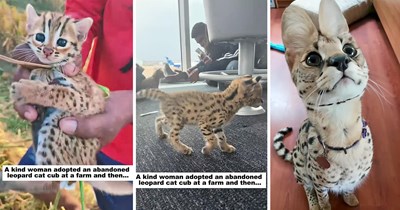 Abandoned wild cat cub found under a farm truck is adopted by woman, growing into an affectionate companion who travels everywhere by her side
