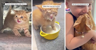 Lost orange kitten found crying under a car is taken home by a woman, growing up safe and becoming her son's best friend