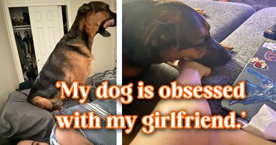 'Just get a ring already, she is approved...': Boyfriend shows off his dog's undeniable love for his girlfriend since she moved in, and the canine community has some strong opinions