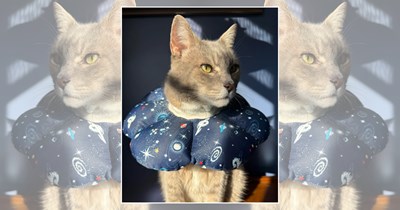 22 Wholesome Cats for a Softer Day on the Internet (September 4th, 2026)