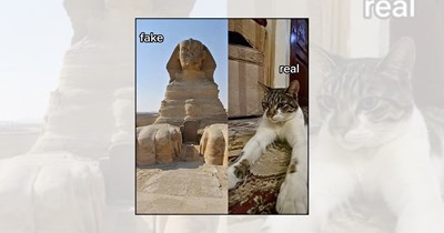'Sunday Is Cat Day': 21 Cat Memes Full of Feline Nonsense to Keep the Sunday Scaries Away
