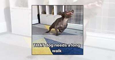 'Zoomies Alert': 24 Dog Pictures of Playful Pups Spinning Through Their Weekend Zoomies