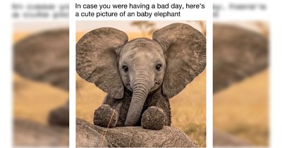 20 elephant memes so we can finally talk about the elephant in the room