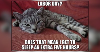 Cats Clocking Out for Labor Day and Showing Us Exactly How a Three-Day Weekend Should Be Done