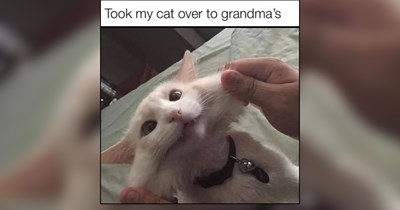 26 Heartwarming Cat Memes to Help You Through the Midweek Slump