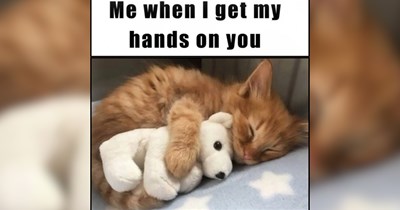 22 Purrfectly Cozy Cat Memes to Savor With Your First Cup of Coffee