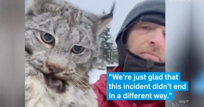 Canadian farmer catches wild lynx hunting his chickens, so he picks him up by the scruff and gives him a stern lecture: 'See how upset you made everyone?'