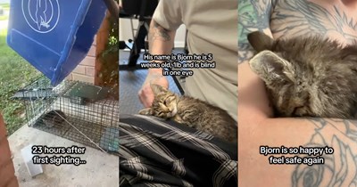 'He's obsessed with my husband': Pawrent's cats spot a 5-week-old kitten in the backyard, discover he's partially blind, then watches the rescue mission become a love story as the kitten becomes smitten with her husband