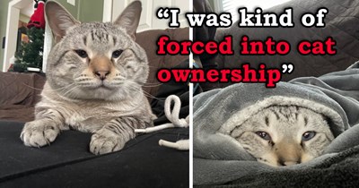 'My house came with a cat': New home owner who doesn't like cats finds out the previous tenant abandoned a sweet tomcat in the house, refuses to abandon the cat again and ends up making a best friend 