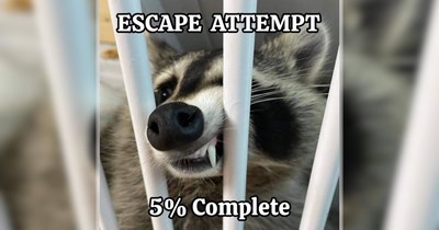 29 Wild Animal Memes to Add Wacky Wildlife Wonder to Your Workday