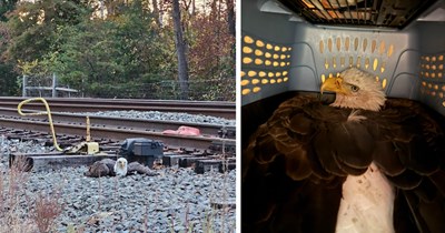 Bald eagle injured on train tracks unable to move, rescuers manage to save him just seconds before oncoming train arrived in miraculous story of safety