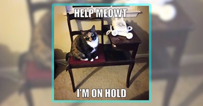 27 Feline Funnies Featuring the Cattest of Cat Memes