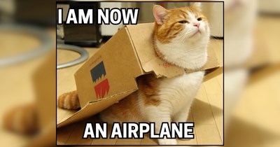 27 Whimsical Cats Finding Magic in the Mundane