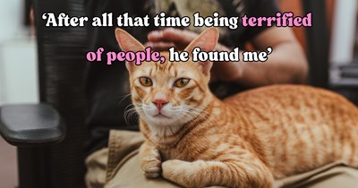 Terrified orange cat avoids humans for weeks until one patient cafe regular changes his mind about people