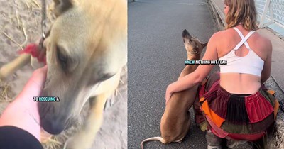Chained farm dog from rural thailand freed after traveller pleaded with pawrents to adopt , but nothing could prepaw her for the battle to fly her pup back to Europe: ‘Watching her learn to play for the first time was something that I will never forget.’