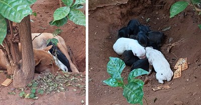 Kindhearted family feeds a stray dog when no one else would, then she turns their garden into a safe and loving puppy nursery 