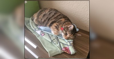 Cat wakes up owner just in time before house burnt down from stove being on: ' She saved our house, but more importantly she saved my wife'