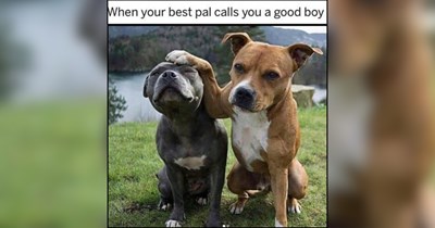 26 Tenderhearted Doggos to Restore Your Faith in the World