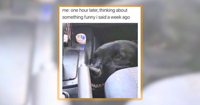 Fursday Fun Full of Fido Fresh Fetch of Dog Memes