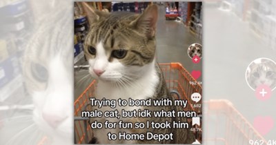 25 Cozy Cat Memes to Carry Your Heart Into Autumn With Crunchy Leaves and Cuddly Cattos