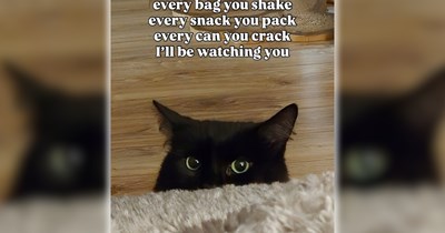 26 Cuddly Cat Memes to Fall Into the Sweet Spooky Season With