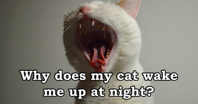 6 Reasons Your Cat Thinks Nighttime Is the Purrfect Time to Wake You Up